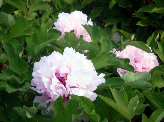 牡丹花有毒嗎，牡丹花可以在室內(nèi)養(yǎng)嗎