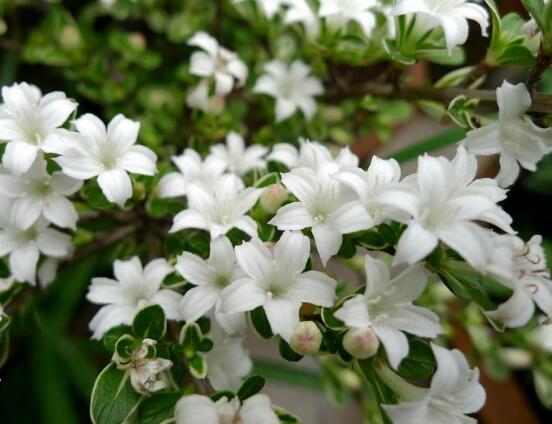六月雪花期,六月雪花期持續(xù)達60天(5-7月份)