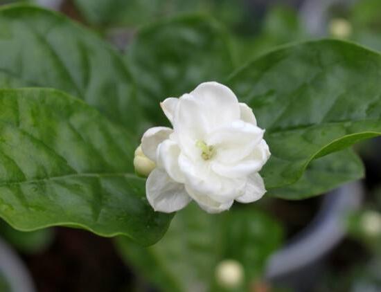 梔子花開花時間多久，梔子花一年開幾次花