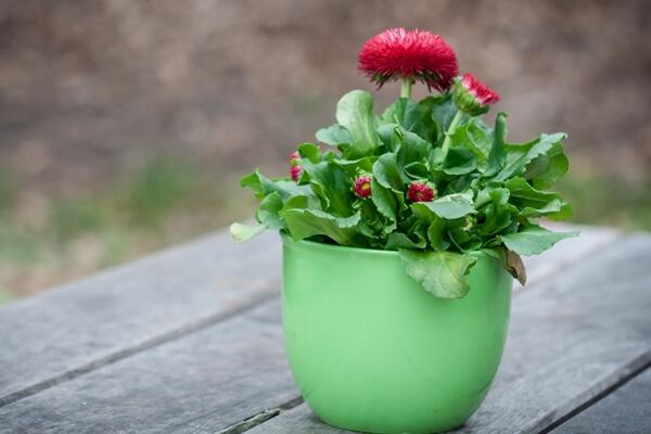 菊花的扦插時(shí)間及方法，每年4~5月扦插成活率最高
