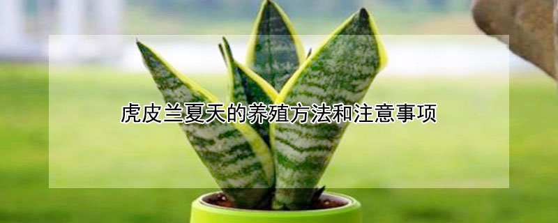虎皮蘭夏天的養(yǎng)殖方法和注意事項(xiàng)