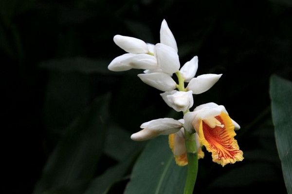 姜花的花語是什么，將記憶永遠留在夏天