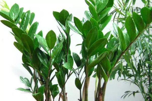 金錢樹凍死了來年還會再發(fā)芽嗎