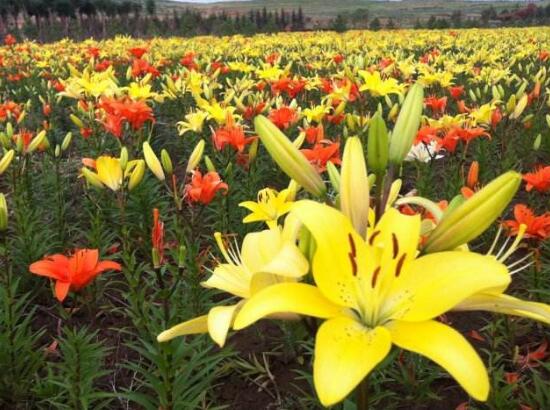 百合花有多少品種，百合花品種圖片大全