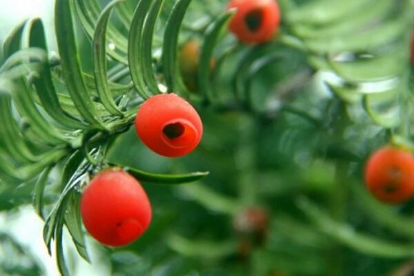 紅豆杉圖片，特征、種類以及用途介紹