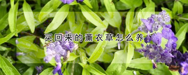 買回來(lái)的薰衣草怎么養(yǎng)