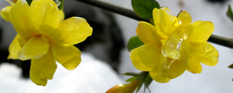 扦插的迎春花多長時間能開花