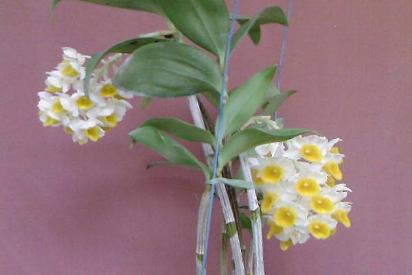 球花石斛的養(yǎng)殖方法及注意事項(xiàng)