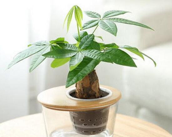 家里養(yǎng)發(fā)財(cái)樹好嗎，發(fā)財(cái)樹對(duì)人有什么好處/美化家居