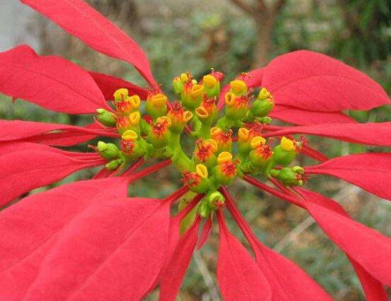 一品紅有毒嗎，一品紅可以放在室內(nèi)養(yǎng)嗎