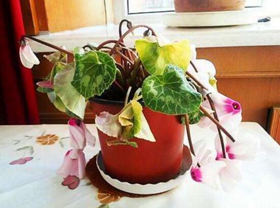 仙客來葉子為什么發(fā)軟，仙客來葉子發(fā)軟怎么辦