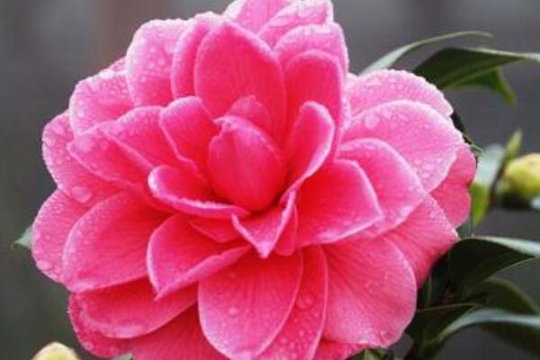 茶花怎么修剪養(yǎng)護