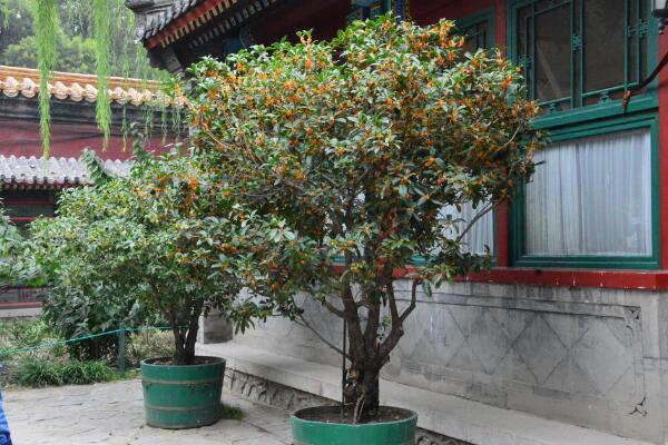 桂花樹幾年開花，養(yǎng)護(hù)5年以上才能開花