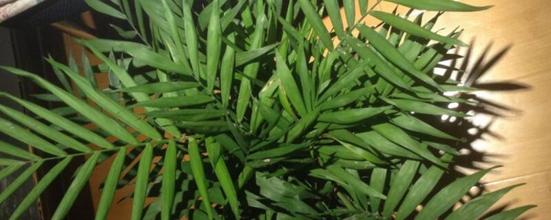散尾葵花語(yǔ)