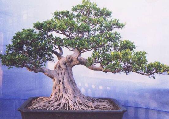 榕樹怎么施肥，榕樹施肥方法