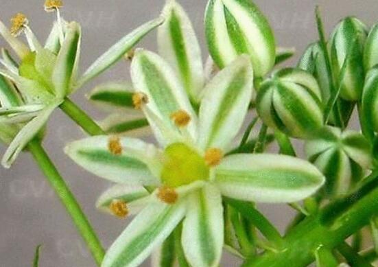 萬年青種類及圖片大全，盤點(diǎn)做好看的六大種類