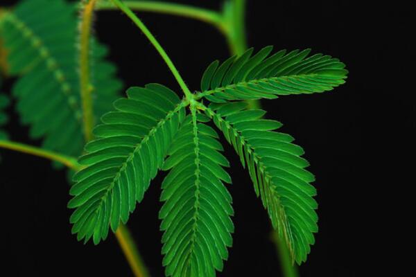 含羞草一直閉合不開，導(dǎo)致含羞草閉合的5種原因