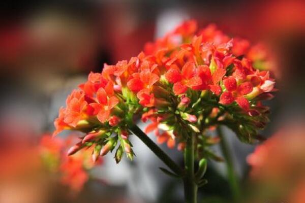 如何使長(zhǎng)壽花長(zhǎng)得茂盛，只需要做好以下5步