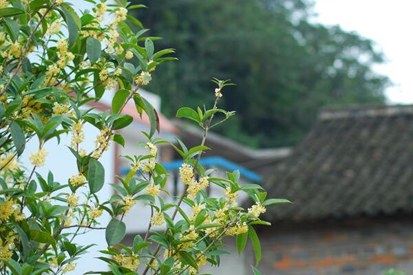 桂花樹幾年開花，養(yǎng)護(hù)5年以上才能開花