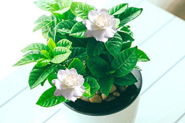 梔子花適合在家里養(yǎng)嗎，可以養(yǎng)在家中（放臥室夜晚會使人失眠）