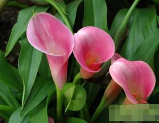 粉色馬蹄蓮花語(yǔ)是什么，代表著愛你一生一世
