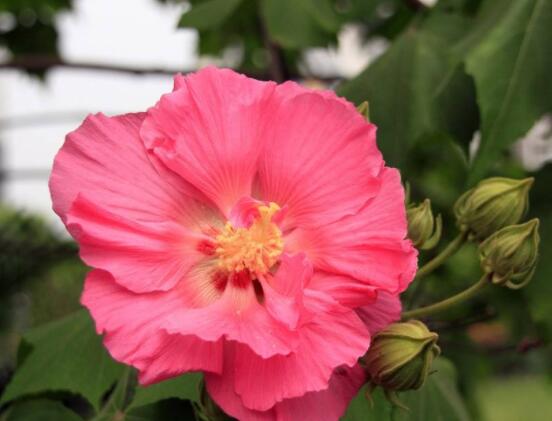 芙蓉花的花語和傳說，代表著脫俗持久、高潔之士、纖細之美