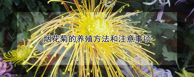 煙花菊的養(yǎng)殖方法和注意事項