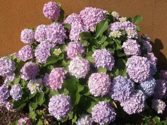 繡球花夏季怎么養(yǎng)，六個方法教你安然度夏