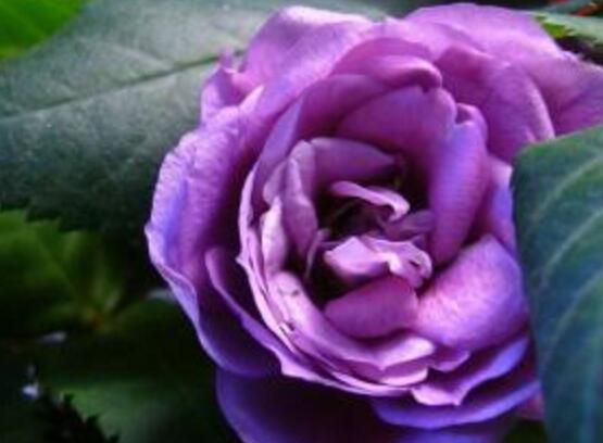 紫色薔薇花圖片，紫色薔薇花美麗傳說(shuō)