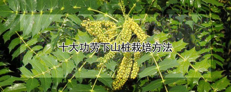 十大功勞下山樁栽培方法