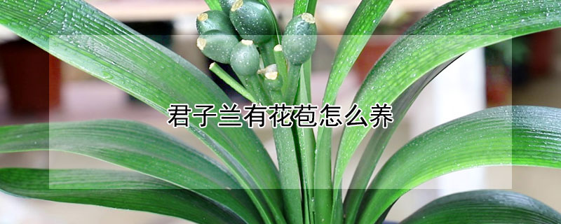 君子蘭有花苞怎么養(yǎng)