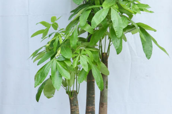 新買的發(fā)財(cái)樹(shù)怎么養(yǎng)活