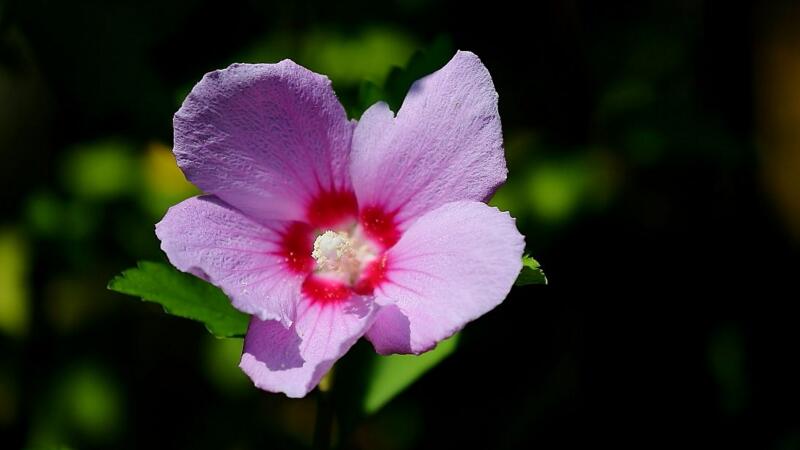 木槿花花語
