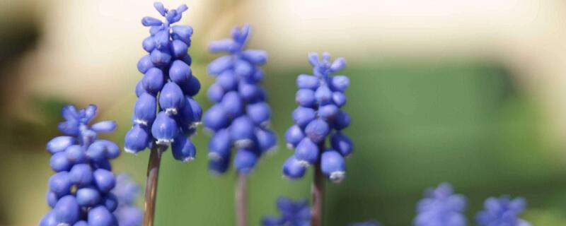 葡萄風(fēng)信子的花語