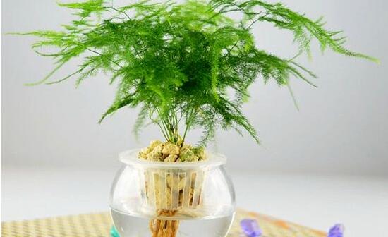 文竹可以水培嗎，文竹水培方法及步驟