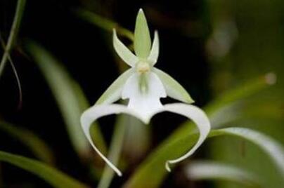 十種名貴的蘭花品種，素冠荷鼎拍出千萬(wàn)高價(jià)