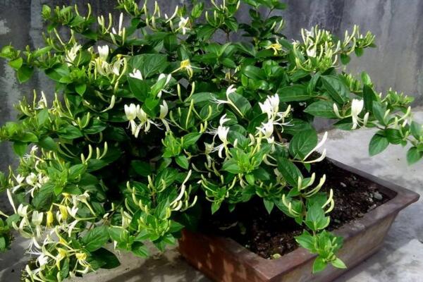 金銀花盆栽怎么養(yǎng)護，掌握以下要點是關鍵