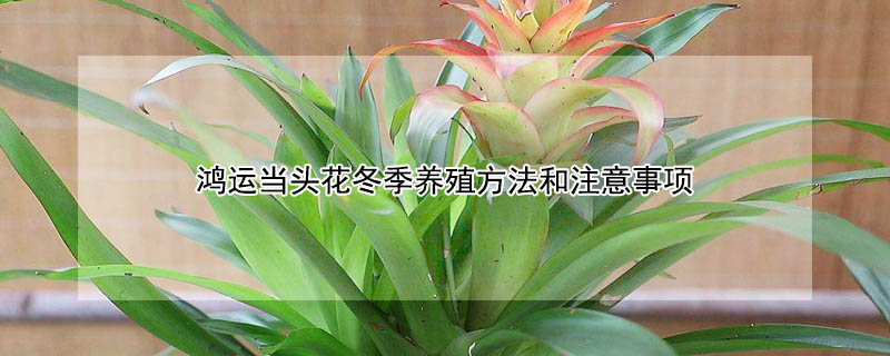 鴻運當(dāng)頭花冬季養(yǎng)殖方法和注意事項