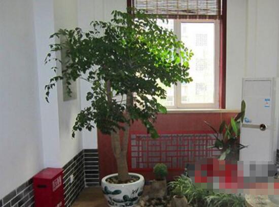 幸福樹葉子發(fā)黃怎么辦，八個(gè)辦法變得翠綠一新