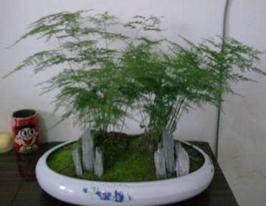 文竹有毒嗎，文竹能放在臥室嗎/無毒可以養(yǎng)