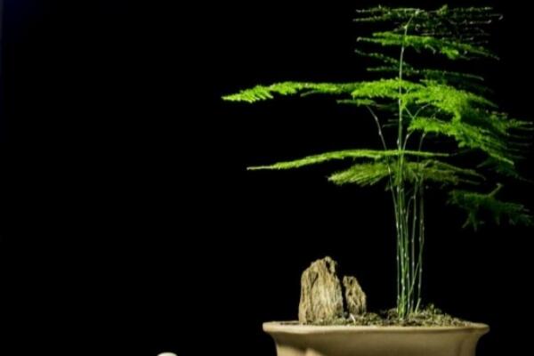 文竹用什么水比較好，強烈建議澆木炭水（有吸附雜質(zhì)污漬功能）