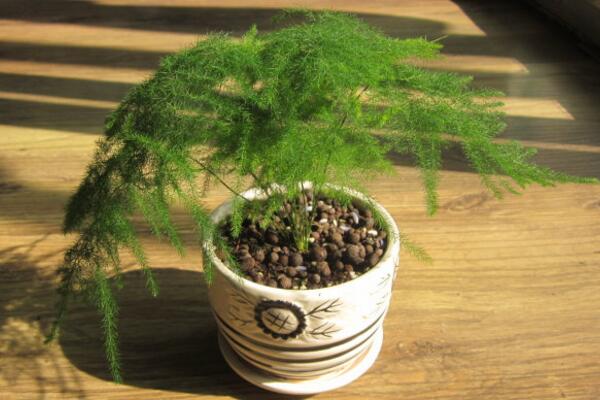 文竹冬天葉子發(fā)黃，以下幾種解決方法必須要了解