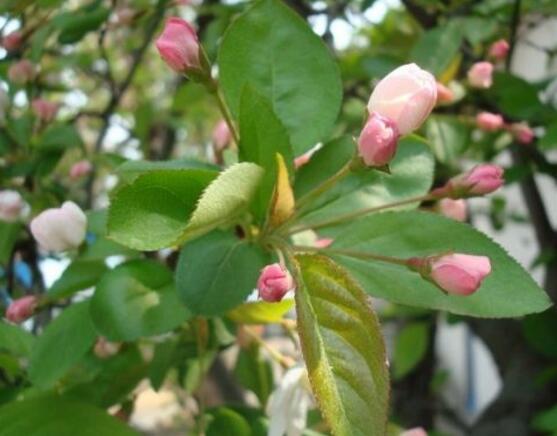 海棠花葉子發(fā)黃怎么辦，海棠花葉子發(fā)黃解決辦法