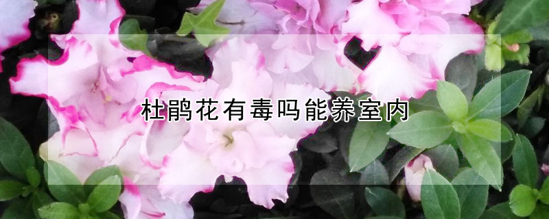 杜鵑花有毒嗎能養(yǎng)室內(nèi)