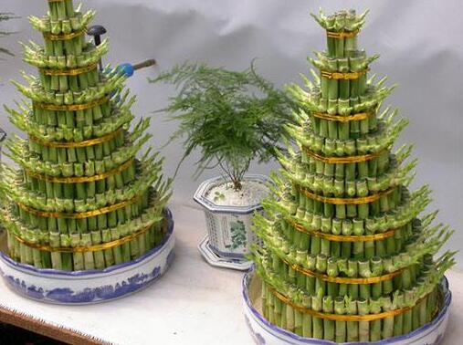 富貴竹的水培方法，水質(zhì)要求特別高