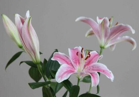 百合花有多少品種，百合花品種圖片大全