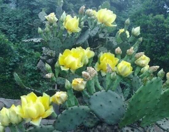 仙人掌的花語是什么，仙人掌開花的寓意象征著奇跡希望