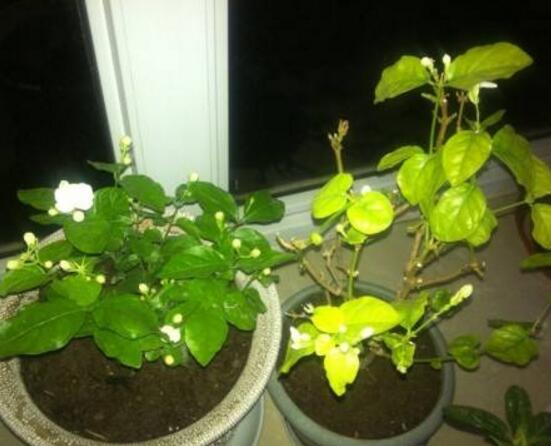 茉莉花葉子發(fā)黃怎么辦，茉莉花葉子發(fā)黃解決辦法