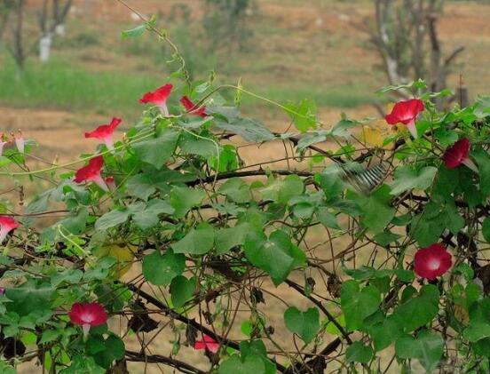 牽牛花什么時(shí)候開(kāi)花，牽牛花在每年6-10月開(kāi)花