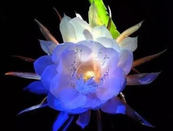 曇花怎么澆水，不同季節(jié)不同澆水量(見(jiàn)干見(jiàn)濕)